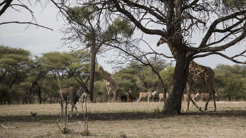 Royal Tree Lodge Maun Kültér fotó