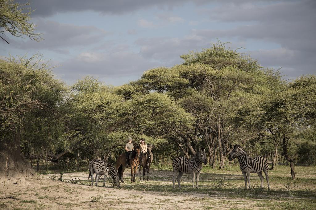 Royal Tree Lodge Maun Kültér fotó